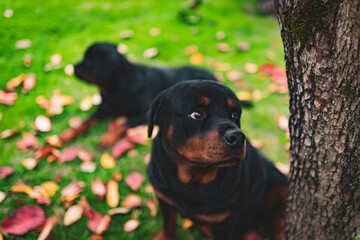 Two funny dogs sitting in autumn garden among the fallen colorful leaves, portrait of domestic puppy looking in distance. Watchdogs on landscape background