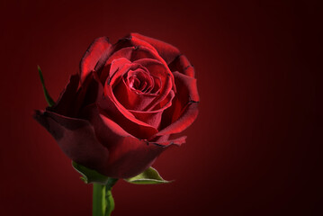 Deep red rose flower head against a dark red background with copy space, love symbol for valentines or mothers day