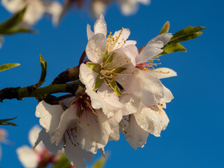 Flower detail with water drops with blue background