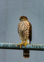 Cooper's Hawk bird