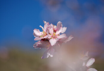 Horticulture of Gran Canaria -  almond trees blooming in Tejeda in January, macro floral background