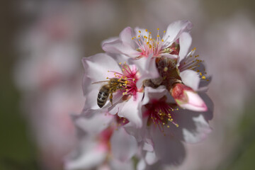 Horticulture of Gran Canaria -  almond trees blooming in Tejeda in January, macro floral background
