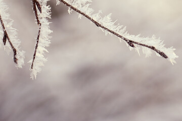 Frozen tree branches with a blurred background.