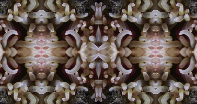 Alien with tentacles kaleidoscope footage. Marine animals and kaleidoscope effect. Sea anemone with tentacles moves underwater