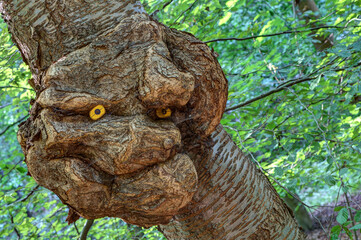 A tree ghost looks down from the tree trunk with a smile and watches the forest. Bizarrely deformed burl on a tree trunk..