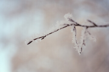 Frozen tree branches with a blurred background.