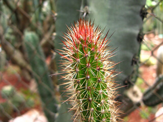 Desert nature texture of cactus with thorns.