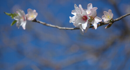 Horticulture of Gran Canaria -  almond trees blooming in Tejeda in January, macro floral background
