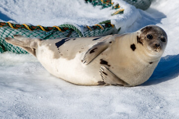 A young harp seal lays on white snow among beach grass in the cold winter. The wild animal has grey fur with harp shaped spots on its skin. The animal has dark eyes, long whiskers and a blubber belly