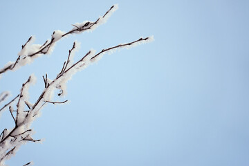 Frozen tree branches with a blurred background.