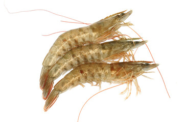 Fresh living shrimp isolated on white background
