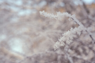 Frozen tree branches with a blurred background.