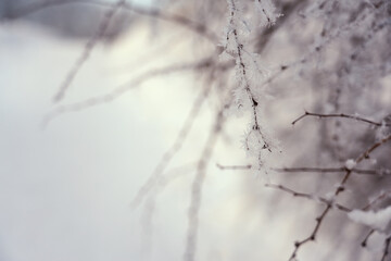 Frozen tree branches with a blurred background.