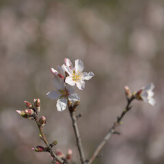 Horticulture of Gran Canaria -  almond trees blooming in Tejeda in January, macro floral background