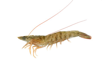 Fresh single living shrimp isolated on white background