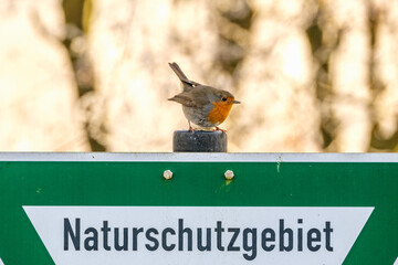 Rotkehlchen Naturschutzgebiet!