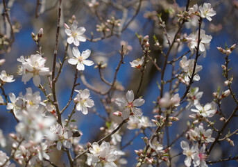 Horticulture of Gran Canaria -  almond trees blooming in Tejeda in January, macro floral background