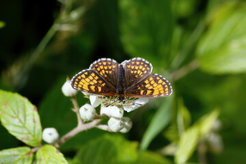 A Heath Fritillary Butterfly nectering on a Bramble flower.