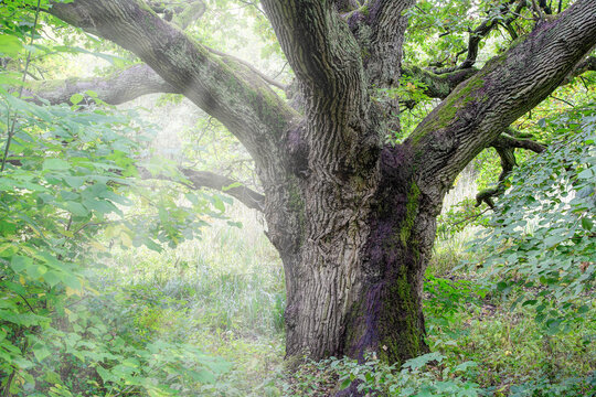The Klopstock oak is a natural monument in the Schaalsee biosphere reserve and is located at the entrance to the Stintenburg Island. It is dedicated to the great German poet Friedrich G. Klopstock.