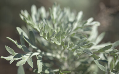 Flora of Gran Canaria - Artemisia thuscula, canarian wormwood flowers, natural macro floral background