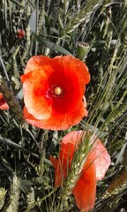 red poppy flower