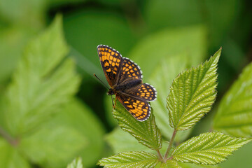 A Heath Fritillary Butterfly basking on a Bramble leaf.