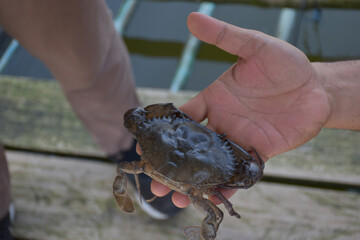 Close up Soft shell crab in hand and in box with old crab shell