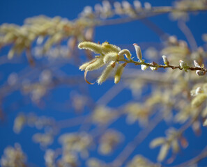 Flora of Gran Canaria -  Salix canariensis, Canary Islands willow, soft light yellow catkins...