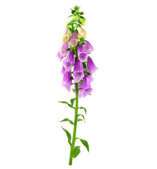 Digitalis (Foxgloves) Flower. Heart Control Medicinal Plant. Isolated on White Background.