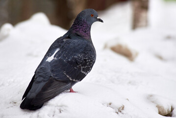 a frozen pigeon on a snowdrift. winter background