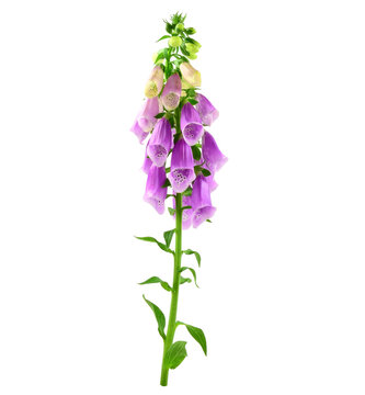 Digitalis (Foxgloves) Flower. Heart Control Medicinal Plant. Isolated on White Background.