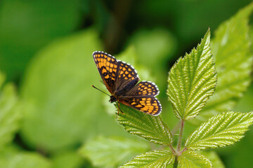 A Heath Fritillary Butterfly basking on a Bramble leaf.