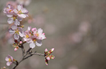Fototapeta premium Horticulture of Gran Canaria - almond trees blooming in Tejeda in January, macro floral background