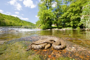 Dice snake (Natrix tessellata) on the stone in the middle of river
