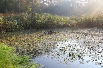Sunny morning  of the pond 