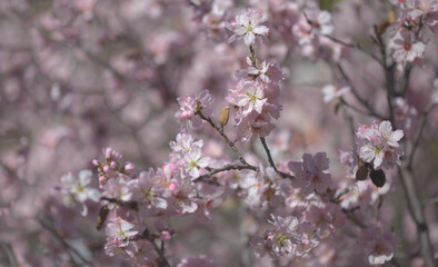Horticulture of Gran Canaria -  almond trees blooming in Tejeda in January, macro floral background
