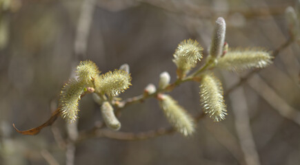 Flora of Gran Canaria -  Salix canariensis, Canary Islands willow, soft light yellow catkins flowering in winter