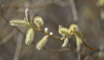 Flora of Gran Canaria -  Salix canariensis, Canary Islands willow, soft light yellow catkins...