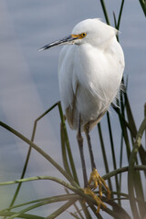 Alert Snowy White Egret perches on reeds of pond shore while watching for opportunities to fish for food.