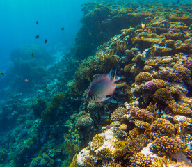 Naklejka na ściany i meble living reef with incredibly beautiful corals and fish in the Red Sea in Sharm El Sheikh
