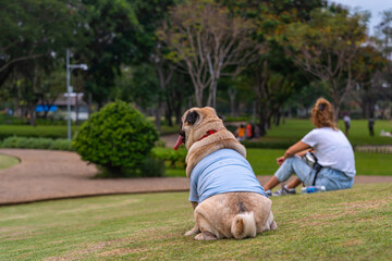 Rear view of fat pug dog sitting on grass lawn with owner 