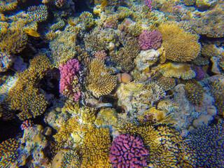
living reef with incredibly beautiful corals and fish in the Red Sea in Sharm El Sheikh