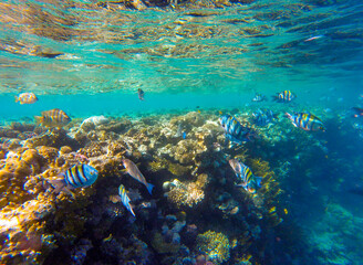 
living reef with incredibly beautiful corals and fish in the Red Sea in Sharm El Sheikh