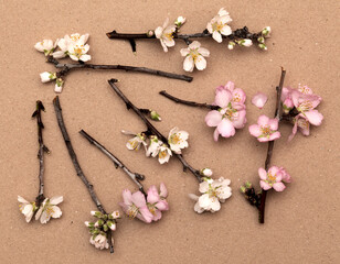 Horticulture of Gran Canaria -  almond trees twigs macro floral background
