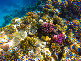 
living reef with incredibly beautiful corals and fish in the Red Sea in Sharm El Sheikh