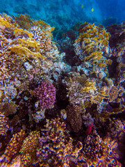 
living reef with incredibly beautiful corals and fish in the Red Sea in Sharm El Sheikh