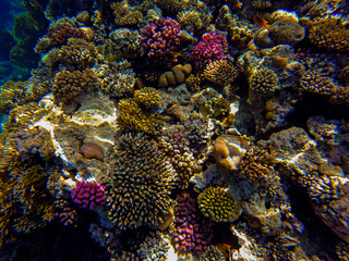 Naklejka na ściany i meble living reef with incredibly beautiful corals and fish in the Red Sea in Sharm El Sheikh