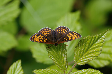 A Heath Fritillary Butterfly basking on a Bramble leaf.