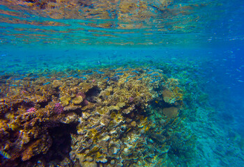 Plakat living reef with incredibly beautiful corals and fish in the Red Sea in Sharm El Sheikh