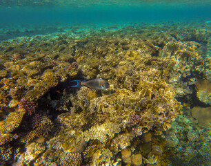 
living reef with incredibly beautiful corals and fish in the Red Sea in Sharm El Sheikh